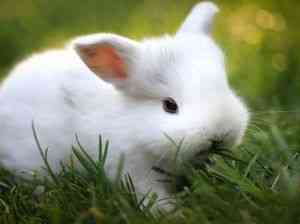 Чим потрібно годувати декоративного кролика, кролики - догляд та утримання, шкурки шиншил