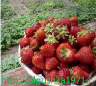 Cum se hrănesc căpșunile în toamnă 1
