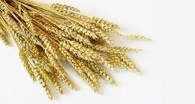 Чим корисна пророщена пшениця - my life