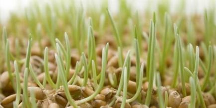 Ce este util pentru grâul germinat - viața mea