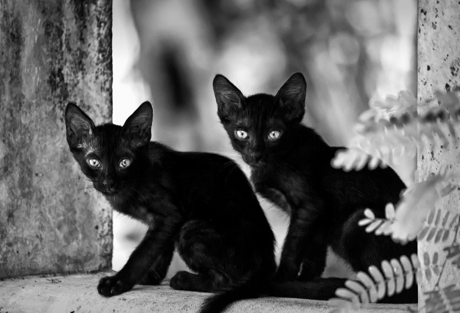 Negru ca noapte ... pisici grațioase
