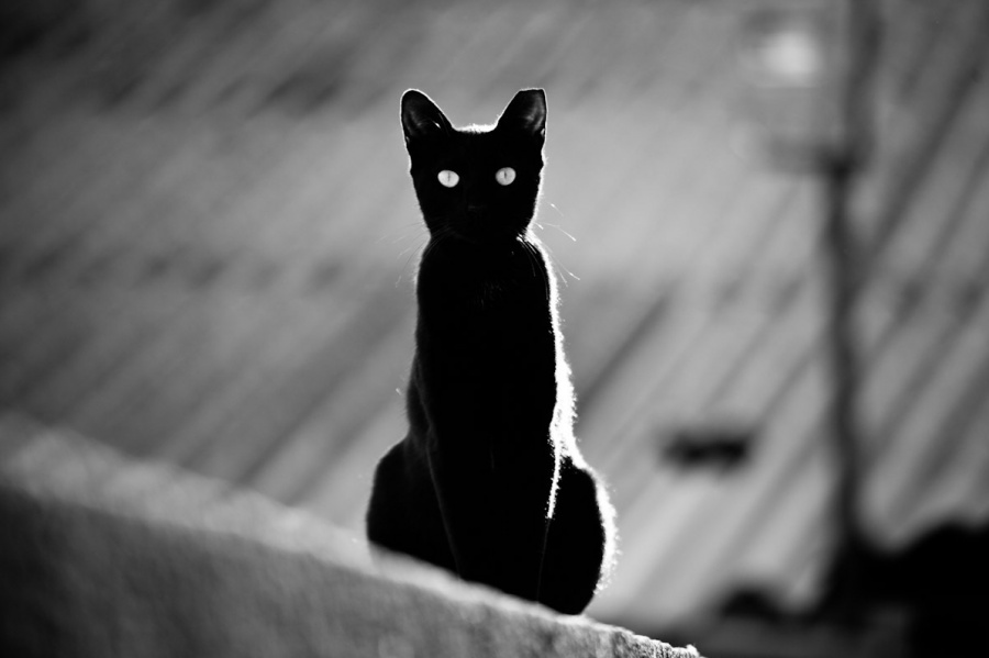 Negru ca noapte ... pisici grațioase