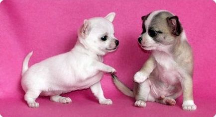 Chihuahua Yorkshire Terrier - Cum sa eviti molotul abundent in Chihuahua