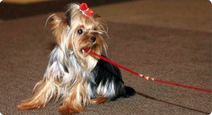 Chihuahua Yorkshire Terrier - de ce există un miros de la York