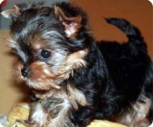 Chihuahua Yorkshire Terrier - de ce există un miros de la York