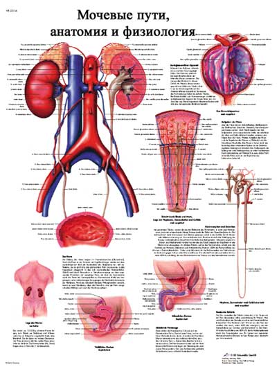 Ce este diateza uracidică a rinichilor?