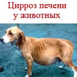 Ciroza hepatică (la câini, pisici, vaci și alte animale) diagnostic, simptome, tratament, prevenire