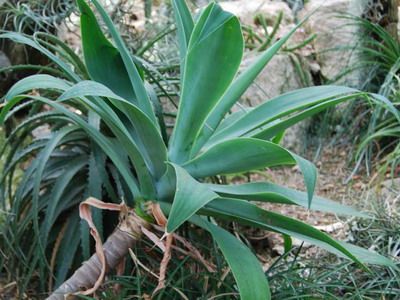 Descrierea speciilor de floare albastră și agave americane cu fotografie