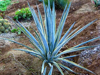 Descrierea speciilor de floare albastră și agave americane cu fotografie