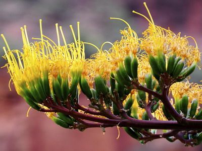 Descrierea speciilor de floare albastră și agave americane cu fotografie