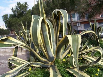 Descrierea speciilor de floare albastră și agave americane cu fotografie