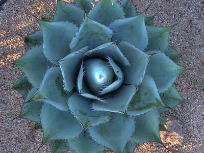 Descrierea speciilor de floare albastră și agave americane cu fotografie