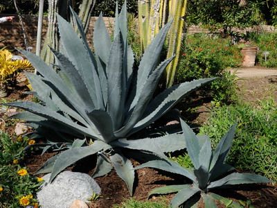 Descrierea speciilor de floare albastră și agave americane cu fotografie