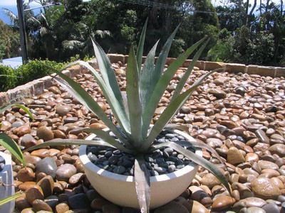 Descrierea speciilor de floare albastră și agave americane cu fotografie