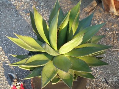 Descrierea speciilor de floare albastră și agave americane cu fotografie