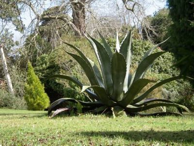 Descrierea speciilor de floare albastră și agave americane cu fotografie