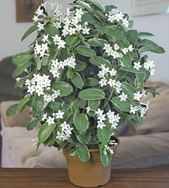 Квітка стефанотис, як доглядати за стефанотіс в домашніх умовах