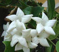 Flori stephanotis, cum să aibă grijă de stephanotis la domiciliu