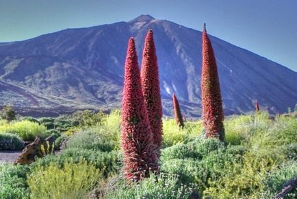 Înflorit în Tenerife