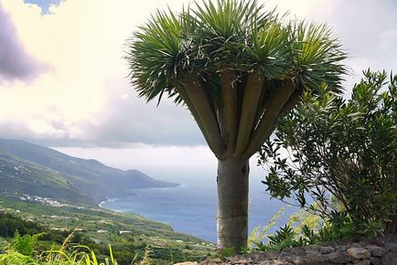 Înflorit în Tenerife