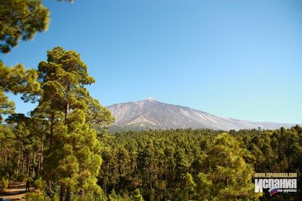 Înflorit în Tenerife