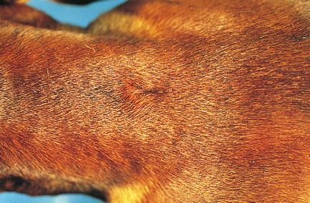 Dermoid sinus a kutyák, az állatorvos