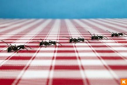 Căi eficiente de a scăpa de furnici, comandant al portalului de informații