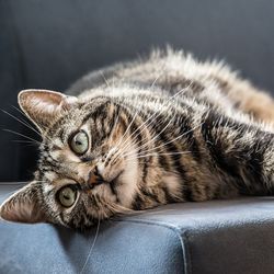 Emfizemul la pisici simptome, tratament - totul despre pisici si pisici cu dragoste