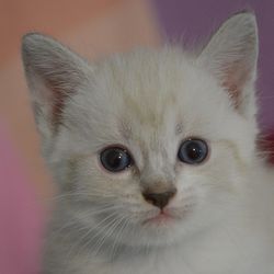 Емфізема у кішок симптоми, лікування - все про котів і кішок з любов'ю