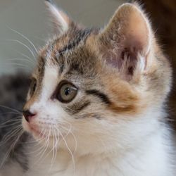 Емфизем симптоми при котки, пречиствателни - Всичко за котки и котки с любов