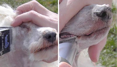 Îndepărtarea părului și depilarea câinilor goi