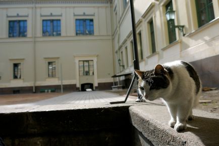 ермітажні коти