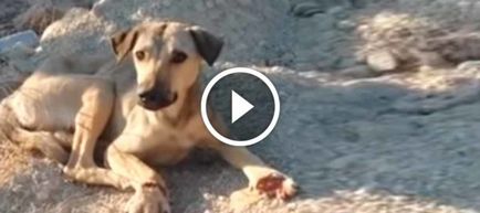 Acest câine a căzut într-o capcană și a ucis ambele picioare, dar oamenii minunați l-au salvat