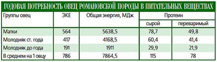 Щоденне аграрне огляд - відновлення Романовського вівчарства - возрожденіеУкаіни