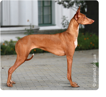 Фараоновий собака (pharaoh hound)
