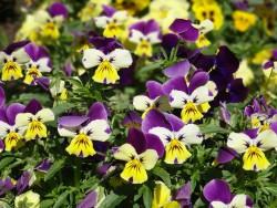 Violet tri-color - proprietăți medicinale și contraindicații
