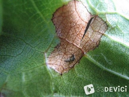 Ficus benjamin - fotografie și video de îngrijire la domiciliu, de ce ficu cade și frunze frunze