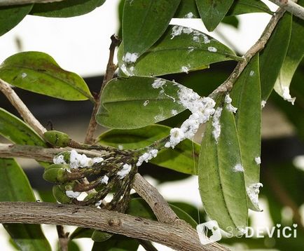 Ficus benjamin - fotografie și video de îngrijire la domiciliu, de ce ficu cade și frunze frunze