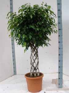 Ficus benjamina cultivarea și îngrijirea la domiciliu, acasă confortabil