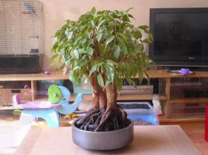 Ficus benjamina termesztése és gondozása az otthoni, otthoni kényelmes