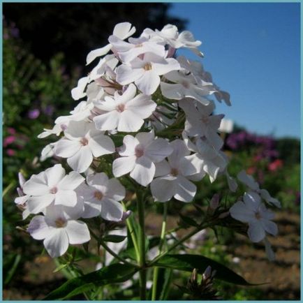 Phlox paniculata ültetés és gondozás, fotók fajták, termesztés és nemesítés a nyílt terepen, a szerepe