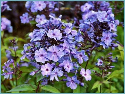 Phlox, plantarea și îngrijirea panicului, soiurile de fotografie, creșterea și reproducerea în aer liber, rolul în