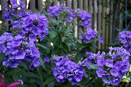 Phlox paniculata ültetés és gondozás, fotók fajták, termesztés és nemesítés a nyílt terepen, a szerepe