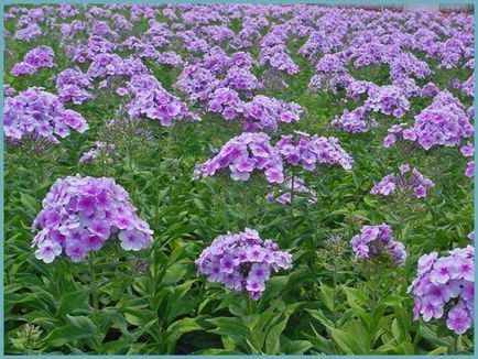 Phlox, plantarea și îngrijirea panicului, soiurile de fotografie, creșterea și reproducerea în aer liber, rolul în