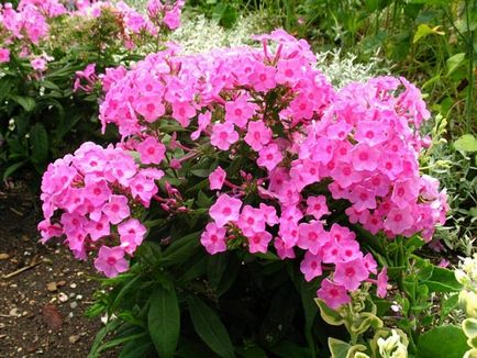 Phlox paniculata ültetés és gondozás, fotók fajták, termesztés és nemesítés a nyílt terepen, a szerepe