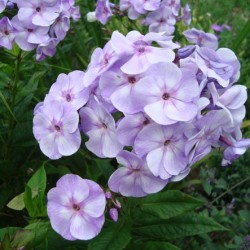 Phlox paniculata ültetés és gondozás, fotók fajták, termesztés és nemesítés a nyílt terepen, a szerepe