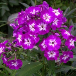 Phlox, plantarea și îngrijirea panicului, soiurile de fotografie, creșterea și reproducerea în aer liber, rolul în