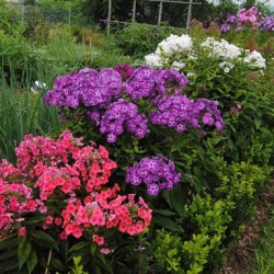 Phlox paniculata ültetés és gondozás, fotók fajták, termesztés és nemesítés a nyílt terepen, a szerepe