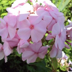 Phlox paniculata ültetés és gondozás, fotók fajták, termesztés és nemesítés a nyílt terepen, a szerepe