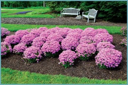 Phlox paniculata ültetés és gondozás, fotók fajták, termesztés és nemesítés a nyílt terepen, a szerepe